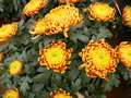 vignette Chrysanthemum x grandiflorum