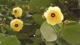 vignette rodrigues : Hibiscus tiliaceus( malvaceae)