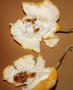 vignette amthyst/caerulea hybridation