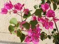 vignette bougainvillier prt  tre rentr