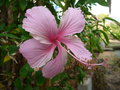 vignette rodrigues: hibiscus