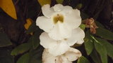 vignette maurice : thunbergia grandiflora alba