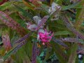 vignette Rhododendron macrosepalum linearifolium qui remonte au 26 10 10