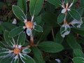 vignette Rhododendron Flinckii au bel indumentum changeant au 26 10 10