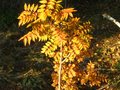 vignette Pistacia sinensis qui prend ses couleurs d'automne au 26 10 10