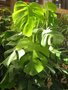 vignette Philodendron pertusum