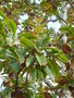 vignette Quercus imbricaria = Quercus phellos var. imbricaria - Chne imbriqu, Chne  bardeaux, Chne  feuilles de laurier