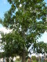 vignette Quercus imbricaria = Quercus phellos var. imbricaria - Chne imbriqu, Chne  bardeaux, Chne  feuilles de laurier