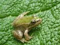 vignette Petite grenouille sur Gunnera