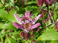 vignette Tricyrtis formosana - Lis des crapauds de Formose