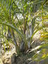 vignette dypsis decaryi x lutescens