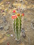 vignette cactus en fleur