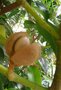 vignette michelia champaca alba( fruit)