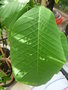 vignette passiflora macrophylla