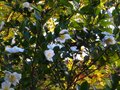vignette Camellia sasanqua narumigata au 27 10 10
