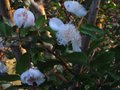 vignette Myrtus luma apiculata au 27 10 10