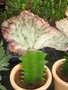 vignette Euphorbia lactea greff et crist