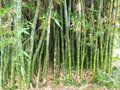 vignette Bambous