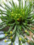 vignette Euphorbia woodii - Euphorbe