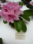 vignette Rhododendron  'Albert Schweitzer'