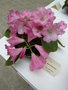 vignette Rhododendron  'Naomi Nautilus'