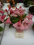 vignette Rhododendron 'Anita'
