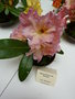 vignette Rhododendron  'Nancy Evans' x Rhododendron fortunei