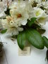 vignette Rhododendron 'Phyllis Korn'