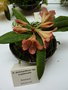 vignette Rhododendron dichroanthum ssp scyphocalyx
