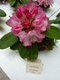 vignette Rhododendron 'Point Defiance'