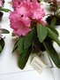 vignette Rhododendron 'Queen Nefertiti'
