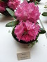 vignette Rhododendron 'Kalinka'