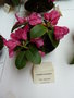 vignette Rhododendron 'Oudijk's Sensation'
