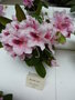 vignette Rhododendron 'Mrs G.W. Leak'