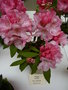 vignette Rhododendron 'Timide = 'Bashful'