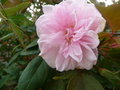vignette rose: bloomfield abundance