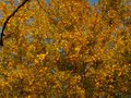 vignette Acer saccharinum wieri laciniata immense au 28 10 10