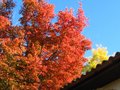 vignette Acer palmatum kamagata et robinia frisia au 28 10 10