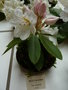vignette Rhododendron 'Mrs A.T. de la Mare'