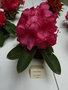 vignette Rhododendron 'Jean Lennon'