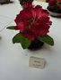 vignette Rhododendron 'Red Jack'
