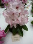 vignette Rhododendron 'Adrien Le Fur'