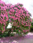 vignette Rhododendron arboreum - Rhododendron en arbre  Keroudot Brest