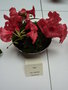 vignette Rhododendron 'Diva'