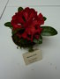vignette Rhododendron 'Marlene Peste'
