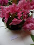 vignette Rhododendron ' Willbrit'