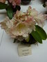vignette Rhododendron 'Anne Laure'