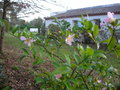 vignette Camellia sasanqua Maiden's Bush