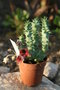 vignette Huernia macrocarpa