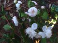 vignette Myrtus luma apiculata au 26 10 10